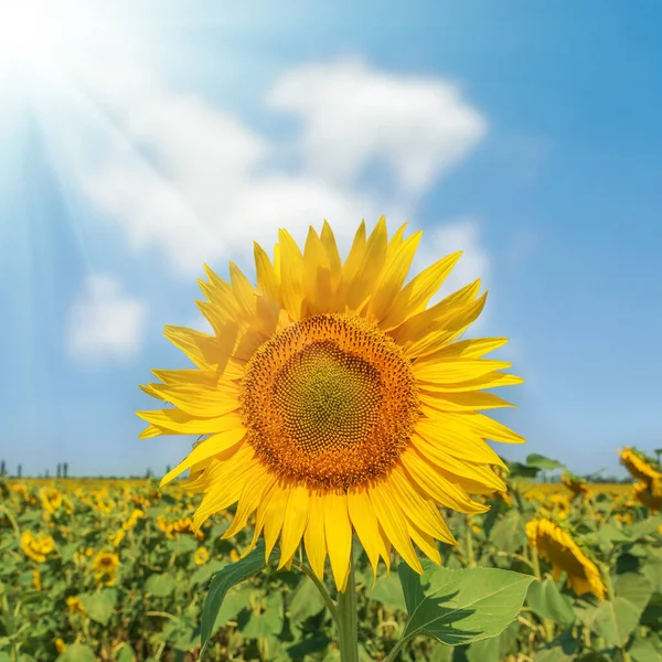 Girasole Sul Campo Sotto Raggi Del Sole — Foto Stock