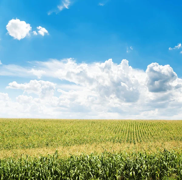 Veld Met Maïs Wolken Blauwe Lucht — Stockfoto