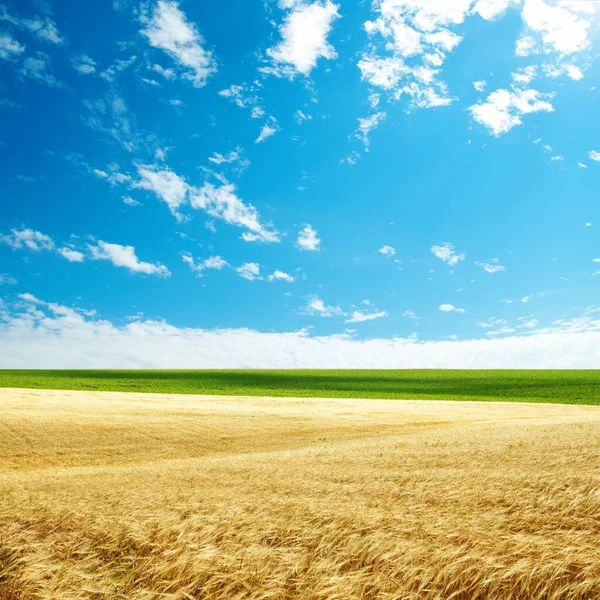 Zlaté Pole Zemědělství Modrá Obloha Nad Ním — Stock fotografie