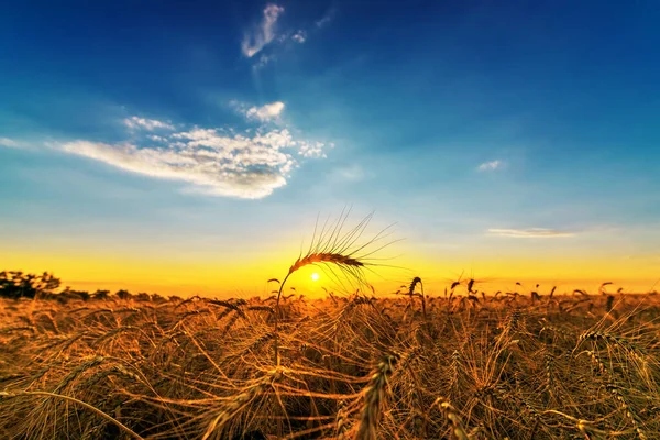 Altın Rengi Olgunlaşmış Buğday Tarlasında Gün Batımında — Stok fotoğraf