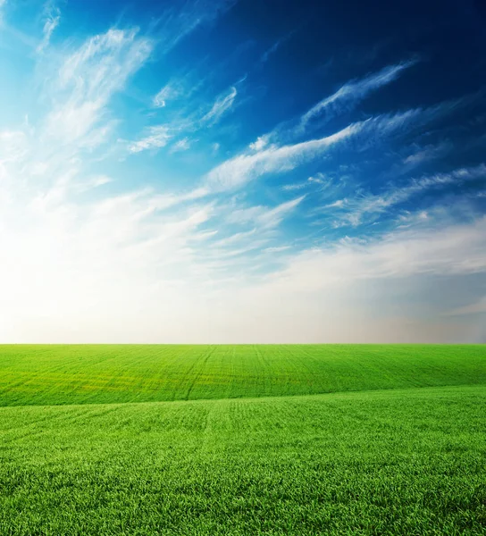 Landwirtschaft Grünes Grasfeld Und Sonnenuntergang Blauem Himmel Mit Wolken — Stockfoto
