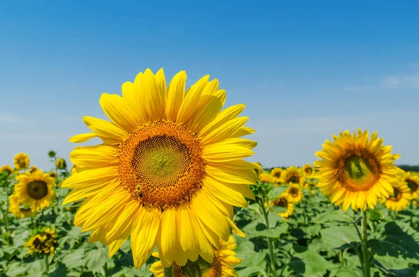 Blume Der Sonnenblume Nahaufnahme Auf Feld — Stockfoto