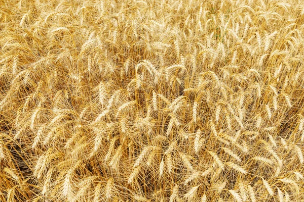 Campo Colheita Dourada Como Fundo — Fotografia de Stock