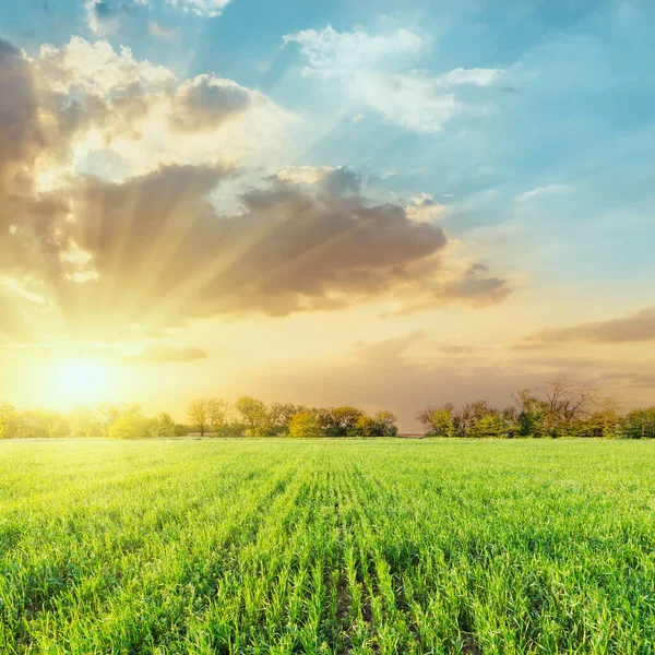 Landwirtschaft Grünes Feld Und Niedrige Dramatische Wolken Bei Sonnenuntergang — Stockfoto