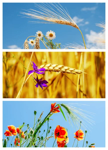 Set Pictures Flowers Crops Field Royalty Free Stock Images