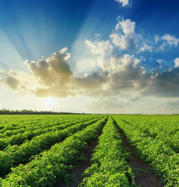 Sunset Blue Sky Clouds Green Agriculture Field Tomatoes Royalty Free Stock Images