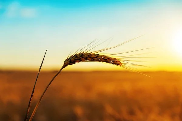Golden Harvest Sunset Time Royalty Free Stock Photos
