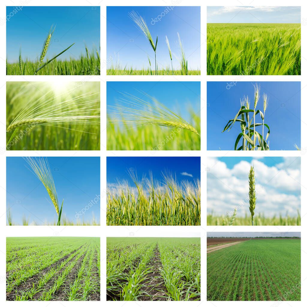 set of pictures with green agriculture fields. collage for internet projects