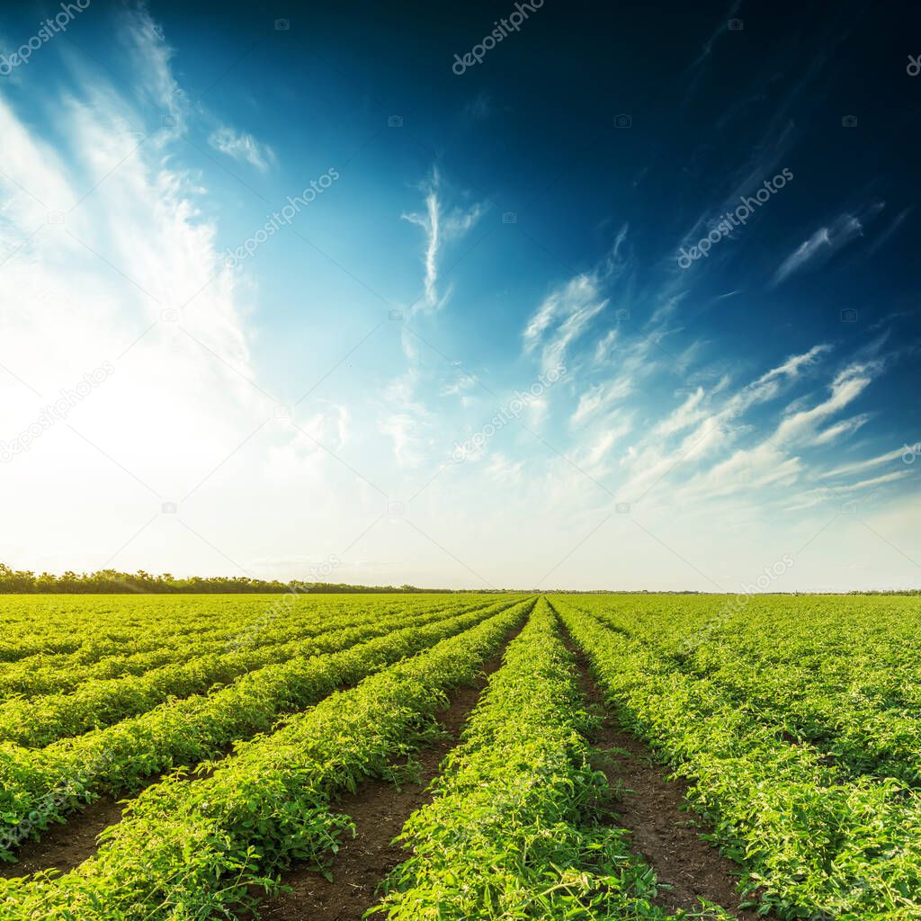 agriculture tomatoes field in spring and sunset in dramatic sky