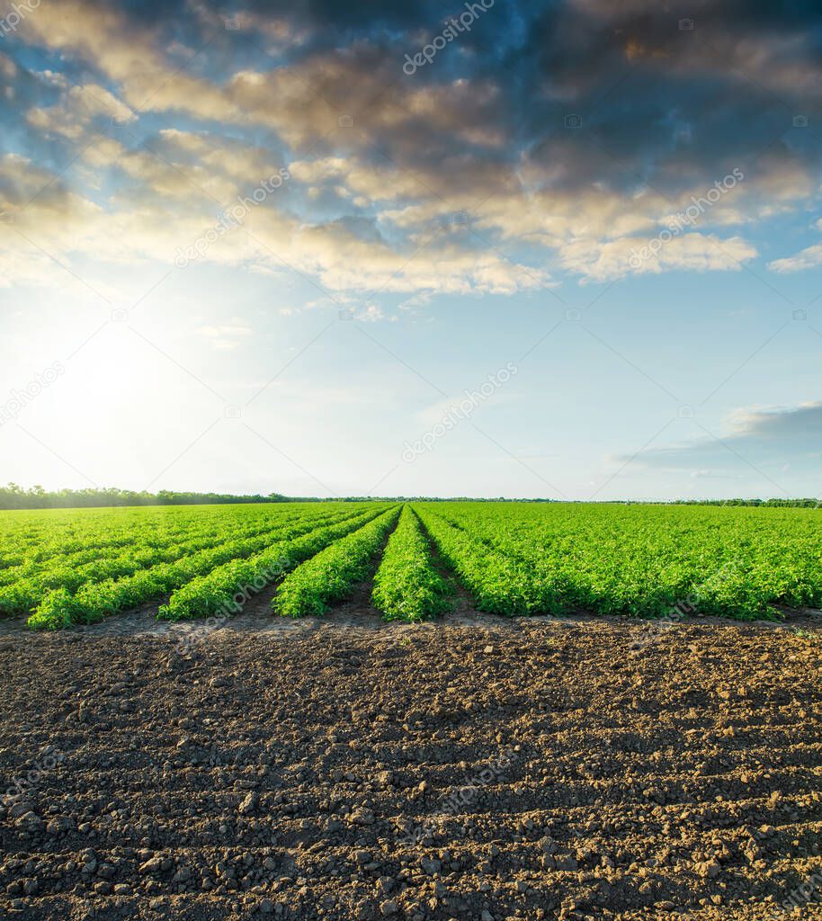 black field and green tomatoes bushes in sunset