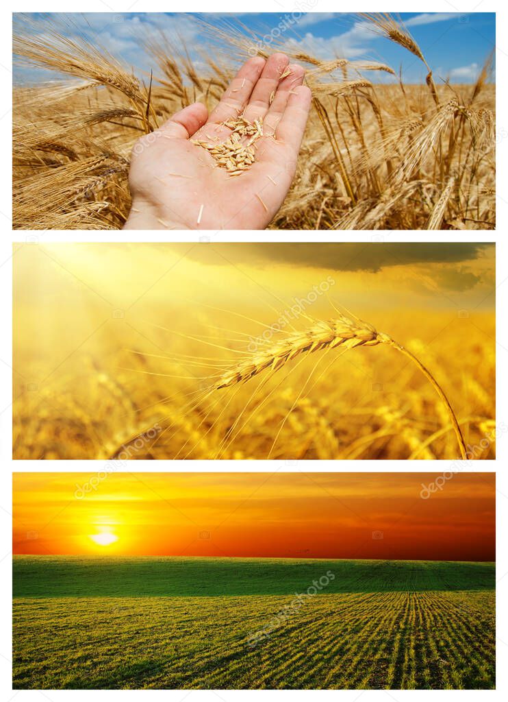 set of different agriculture field with crop