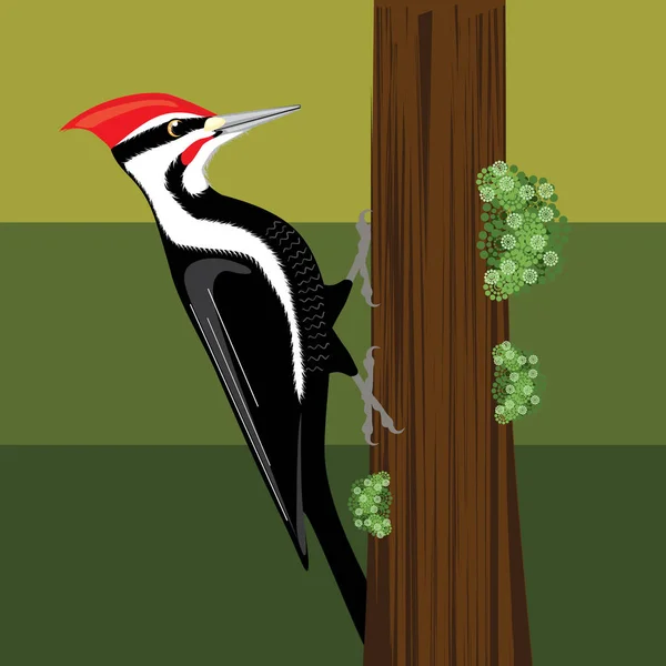 Woodpecker pássaro ilustração —  Vetores de Stock
