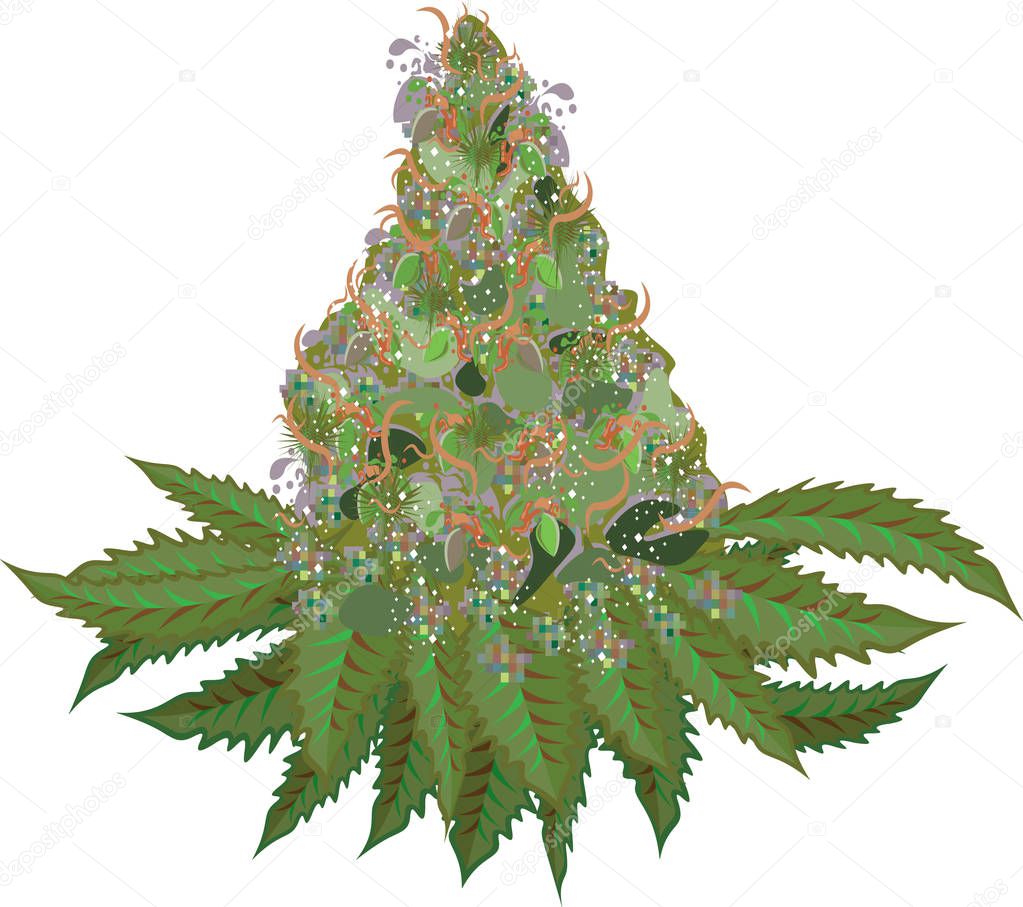 Marijuana bud flower illustration