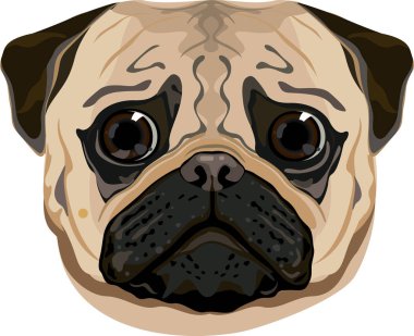 Pug aptal yüz sevimli köpek