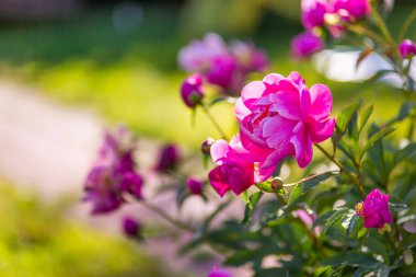 Yakın plan pembe şakayık çalısı. Şakayık bahçesi. Güzel yaz çiçekleri. Yeşil botanik geçmişi. Tomurcuklar çiçek açtı. bahçe yatağı