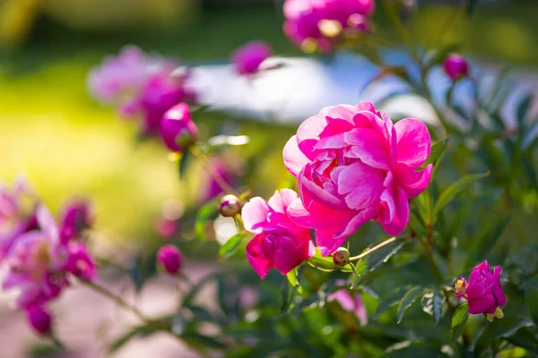 Куст Розовых Пионов Крупным Планом Пионерский Сад Прекрасные Летние Цветы Лицензионные Стоковые Изображения