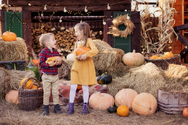 Friends children happy playing in the backyard in the village. Autumn harvest festival little farmer. Thanksgiving holiday tradition decoration. Toddler siblings. Autumn mood October. Country house