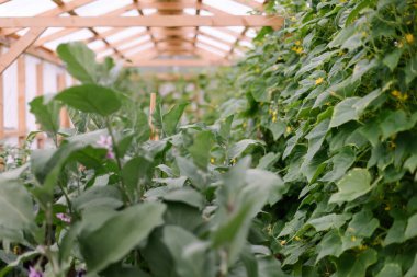 Serada çiçek açan dallarda salatalık çalıları. Bahçede sebze yetiştiriyor. Bahçıvanlık. Endüstri camdan bir ev. Organik yeşil yapraklar.