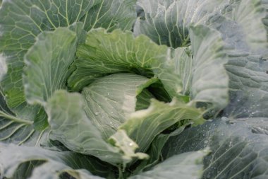 Büyük bir lahana yaprağının dokusu. Bahçıvanlık sebze yetiştiriyor. Doğal ekolojik vejetaryen yiyecekler. Canlı yaşam tarzı fotoğrafı. Güzel büyük bir hasat. Metin arkaplanı için boşluk