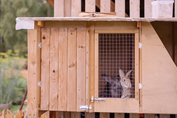 Rabbit Farm Household Cute Fluffy Bunnies Cages Animal Prison Breeding — Stock Photo, Image