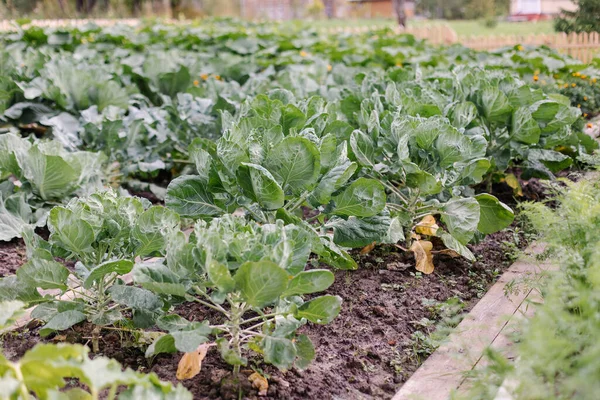 Textura Las Hojas Cabeza Grande Col Jardinería Cultivando Verduras Alimento — Foto de Stock
