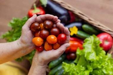 Hasır sepet çeşitli olgun sebzelerle dolu. bereketli hasat. Çok renkli sulu taze: domates, kabak, marul, salatalık, fesleğen, biber ve bitkiler. Vitaminler doğal biyolojik vejetaryenliği belirler.