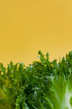 Yeşil salata süslemeleri. Sulu renkli renkli bir doku. Enerji gençliğinin vejetaryen gıdası. Sağlıklı taze sebze vitaminleri. Sarı arka planda marul yaprakları. metin kopyalama alanı için yer. Çevre biyolojik diyeti.