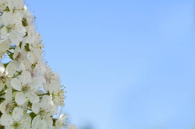 Paskalya bahar kiraz ve yeşil yaprakları beyaz çiçek çiçeklenme
