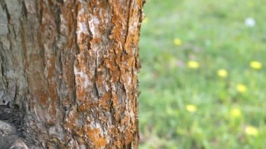 Ağaç gövdesi kabuğu ve yeşil çimen. Ağaç kabuğu makrosu. Arkaplan.