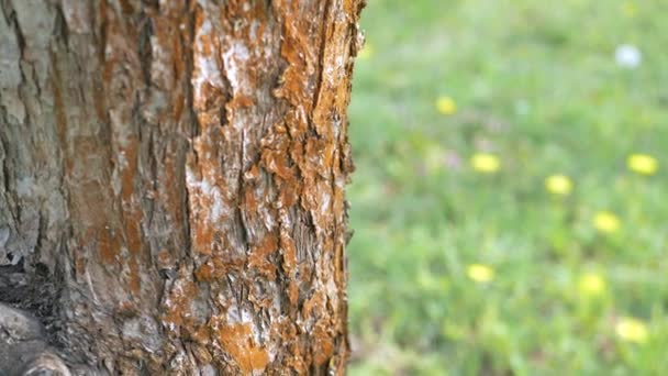 Écorce de tronc d'arbre et pelouse verte. L'écorce d'un arbre macro. Contexte .