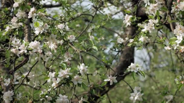 Zarte Weiße Und Rosa Blüten Des Apfelbaums Wind Den Strahlen — Stockvideo