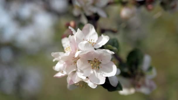 Нежные Белые Розовые Цветы Яблони Ветру Лучах Теплого Солнца — стоковое видео
