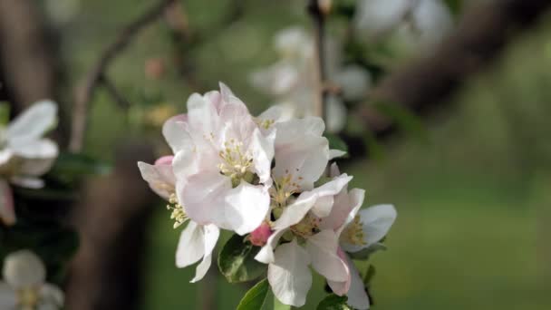 Delikat Vita Och Rosa Blommor Äppelträdet Vinden Den Varma Solens — Stockvideo