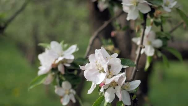 Нежные Белые Розовые Цветы Яблони Ветру Лучах Теплого Солнца — стоковое видео