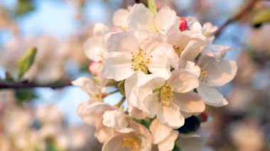 Elma ağacının narin beyaz ve pembe çiçekleri ılık güneşin ışınlarında rüzgarda..