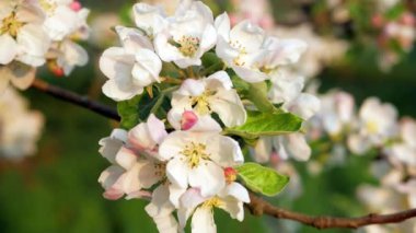 Elma ağacının narin beyaz ve pembe çiçekleri ılık güneşin ışınlarında rüzgarda..
