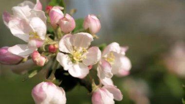 Elma ağacının narin beyaz ve pembe çiçekleri ılık güneşin ışınlarında rüzgarda..