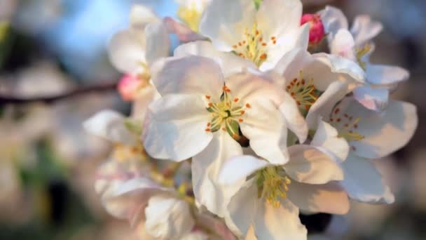 Zarte Weiße Und Rosa Blüten Des Apfelbaums Wind Den Strahlen — Stockvideo