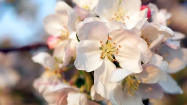 在温暖的阳光下 在风中 苹果树上精致的白色和粉色的花朵 — 图库视频影像