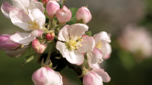 Zarte Weiße Und Rosa Blüten Des Apfelbaums Wind Den Strahlen — Stockvideo