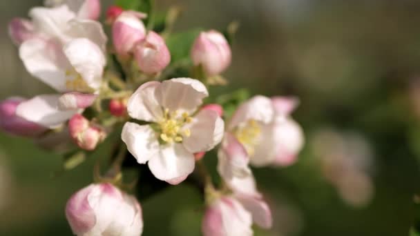 暖かい太陽の光の中で風にリンゴの木の繊細な白とピンクの花 — ストック動画