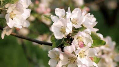 Elma ağacının narin beyaz ve pembe çiçekleri ılık güneşin ışınlarında rüzgarda..