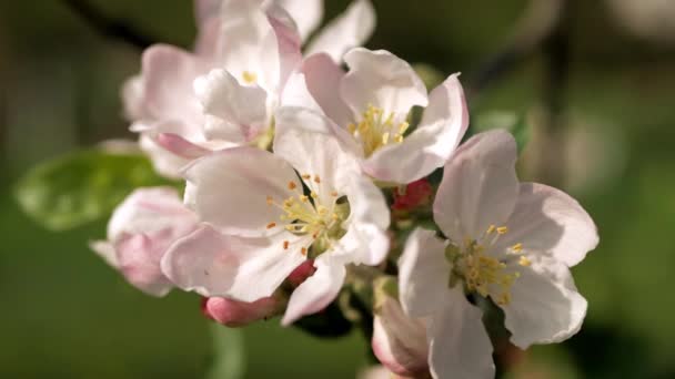 Zarte Weiße Und Rosa Blüten Des Apfelbaums Wind Den Strahlen — Stockvideo