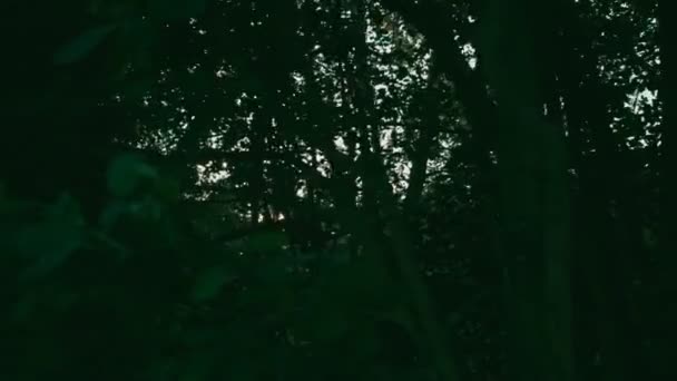 Ήλιος το πρωί μέσα από δέντρα — Αρχείο Βίντεο