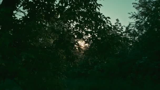 Утреннее солнце сквозь деревья — стоковое видео