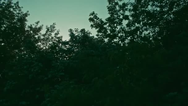 Утреннее солнце сквозь деревья — стоковое видео