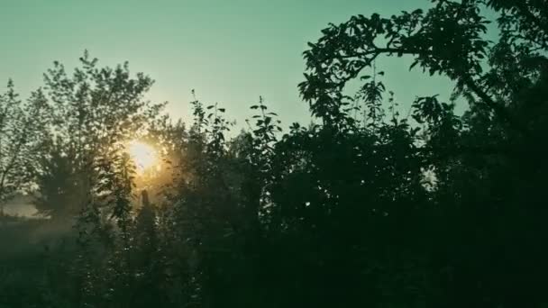 Manhã sol através de árvores — Vídeo de Stock