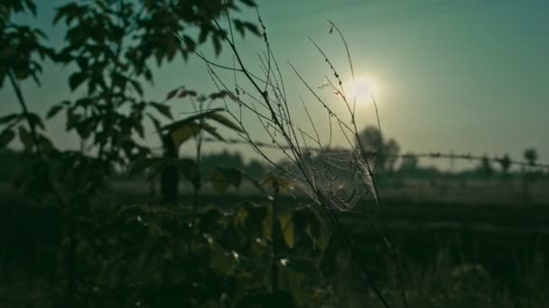 Plante avec toile d'araignées au soleil du matin — Video