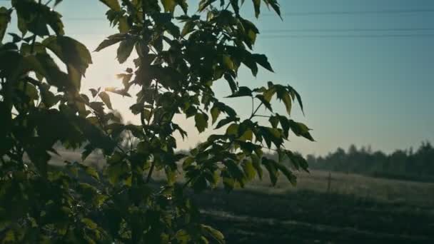 Дерева з ранковим сонцем — стокове відео