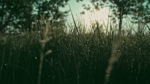Mokré trávě ráno — Stock video